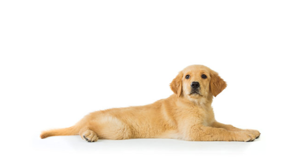 How to Teach Your Dog to Lay Down: A Step-by-Step Guide