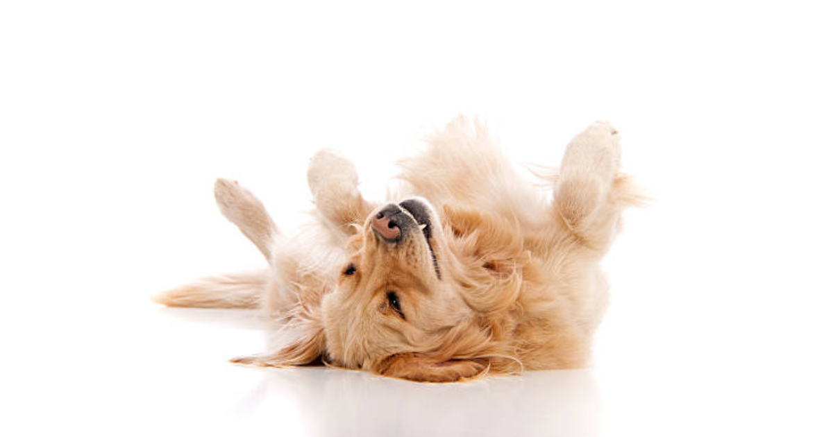 How to Teach Your Dog to Play Dead: A Step-by-Step Guide for Dog Owners
