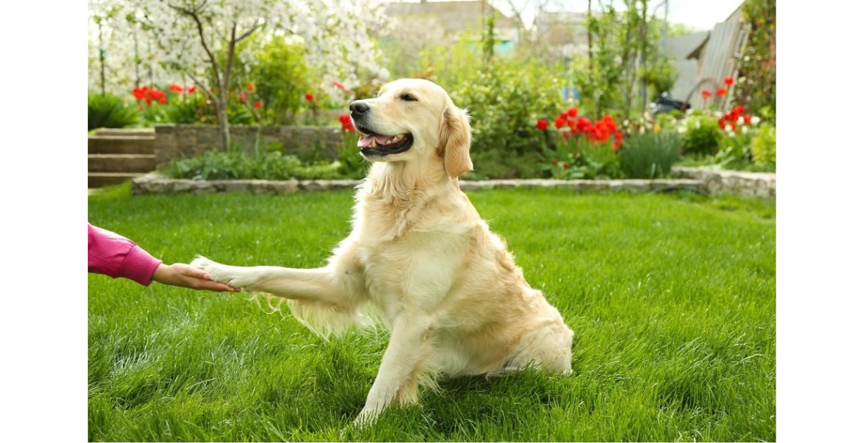 How to Teach a Dog to Shake: An Easy Step-by-Step Guide