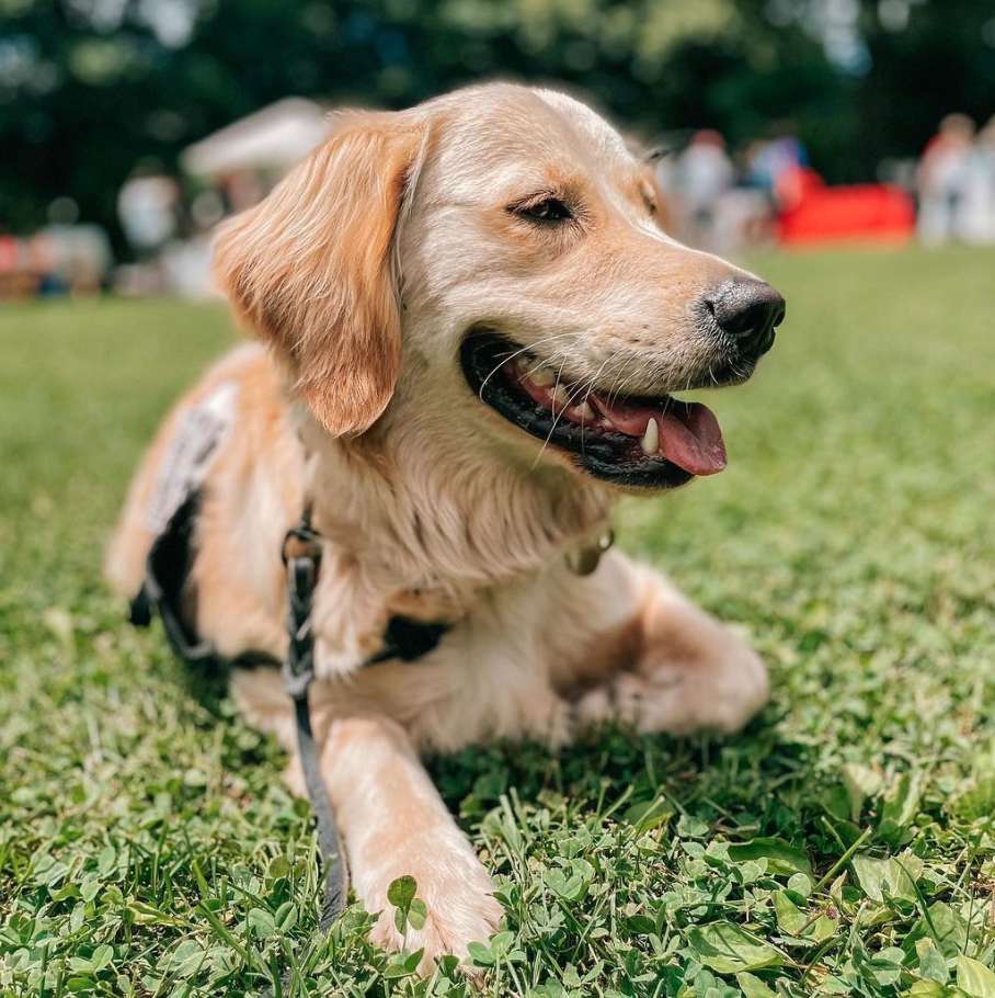Dogfluencers: Meet Athena the Service Pup