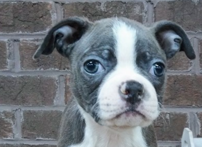 Beauty of Blue Boston Terriers: What You Need to Know