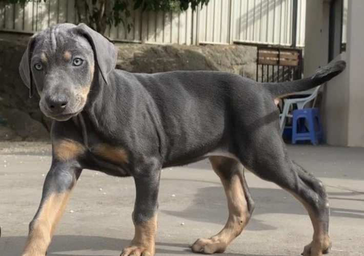 what is blue doberman syndrome? 2