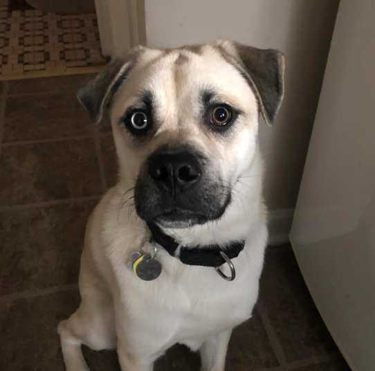 Meet The Husky Pug Mixed Breed AKA The Hug Dog