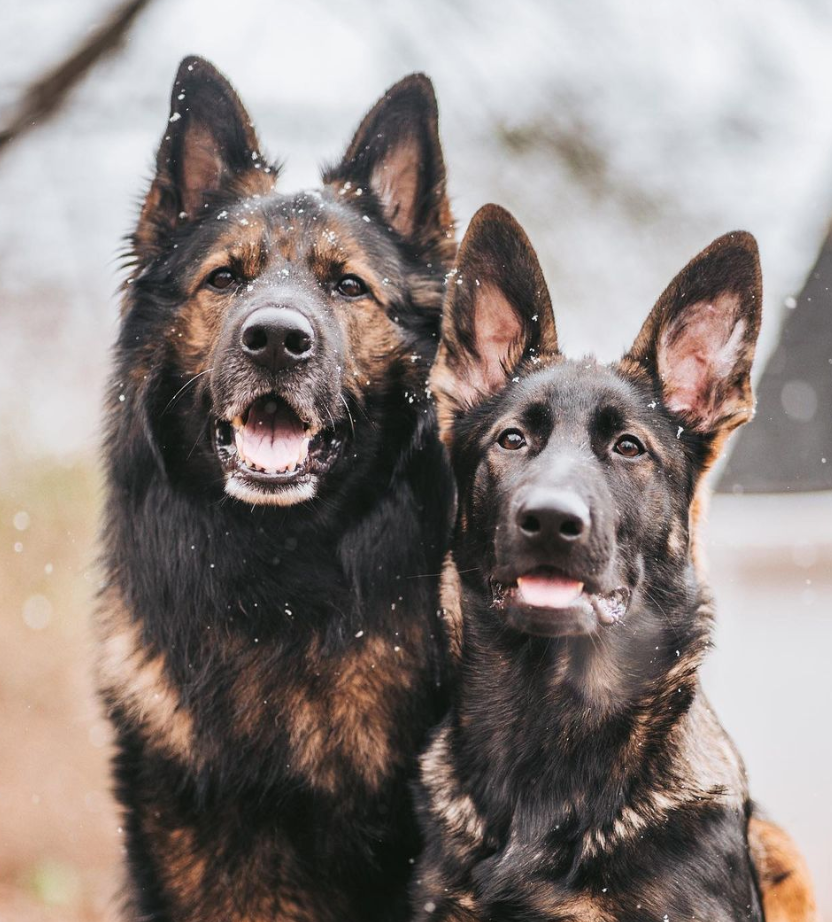 Dogfluencers: Meet Haru and Benny - @floof.boof