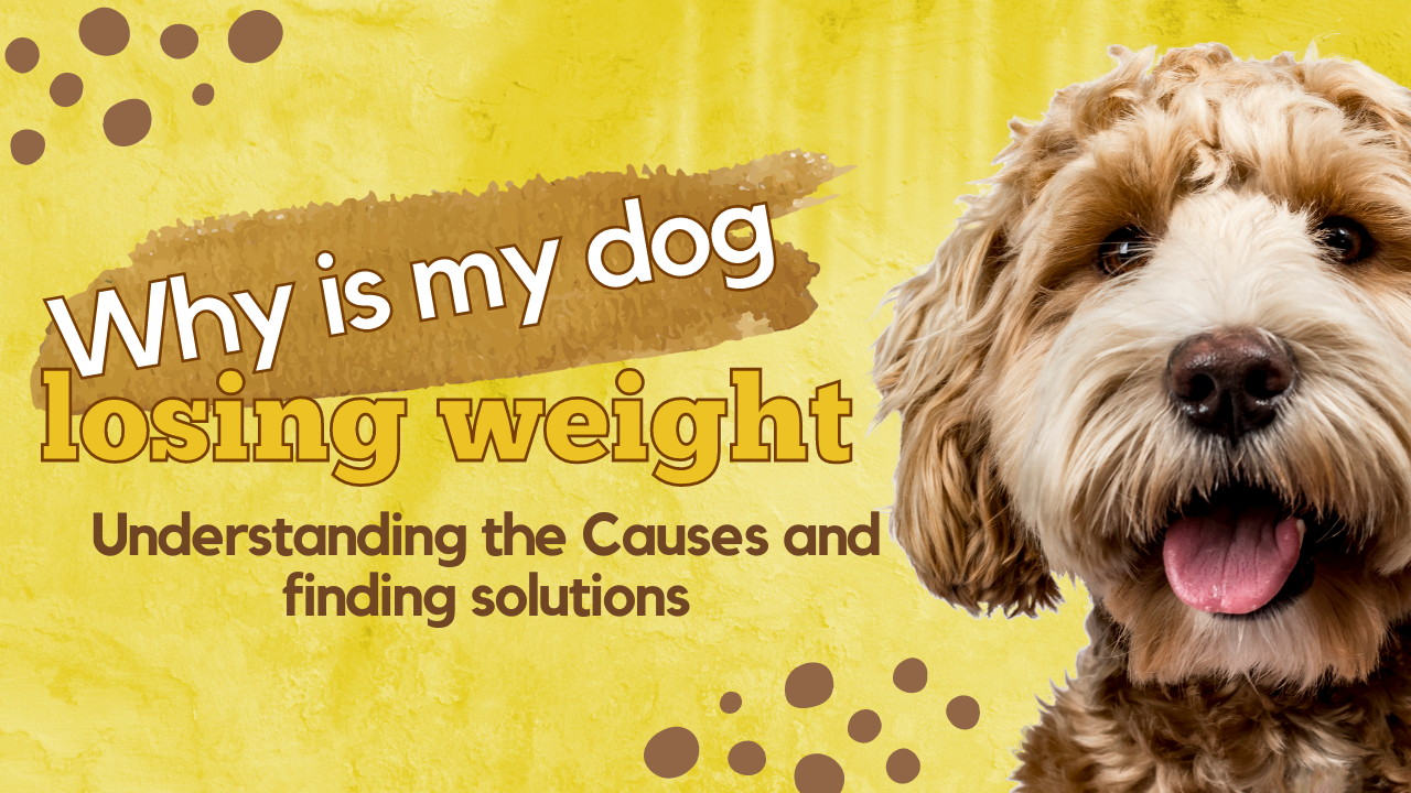 Why Is My dog Losing Weight? Causes and Solutions