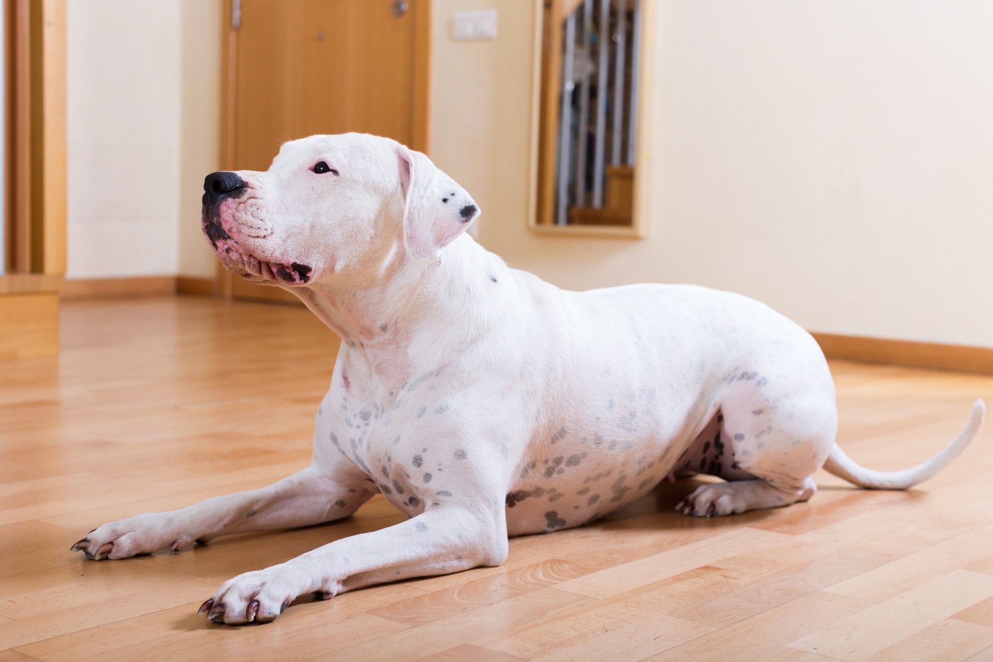Dogo Argentino Breed Information: Everything That You Need to Know about  Dogo Argentino Dog