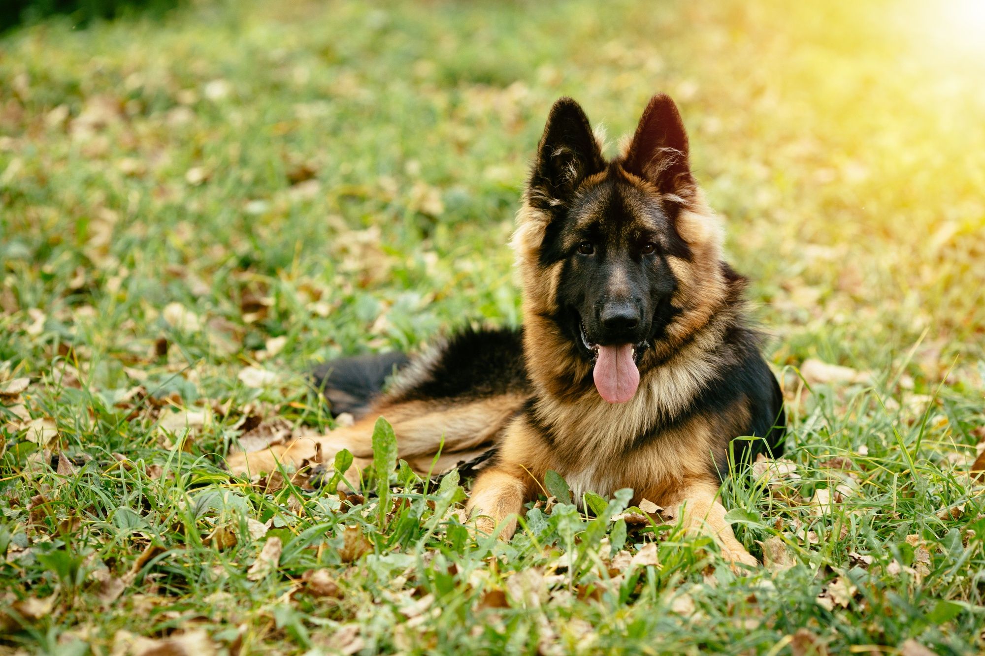 12 Things You Should Know About The Long Haired German Shepherd  Your Dog  Advisor