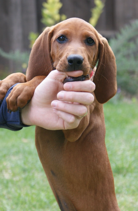 are redbone coonhounds good for dogs
