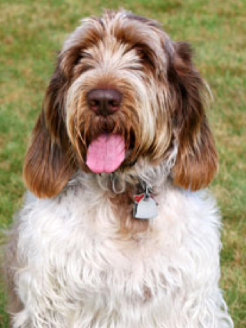 From Puppies to Champions: The Life of a Spinone Italiano