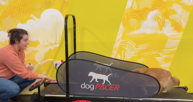 Dog Treadmill: A Beneficial Tool for Your Canine Companion