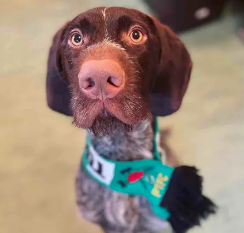 wirehaired pointer