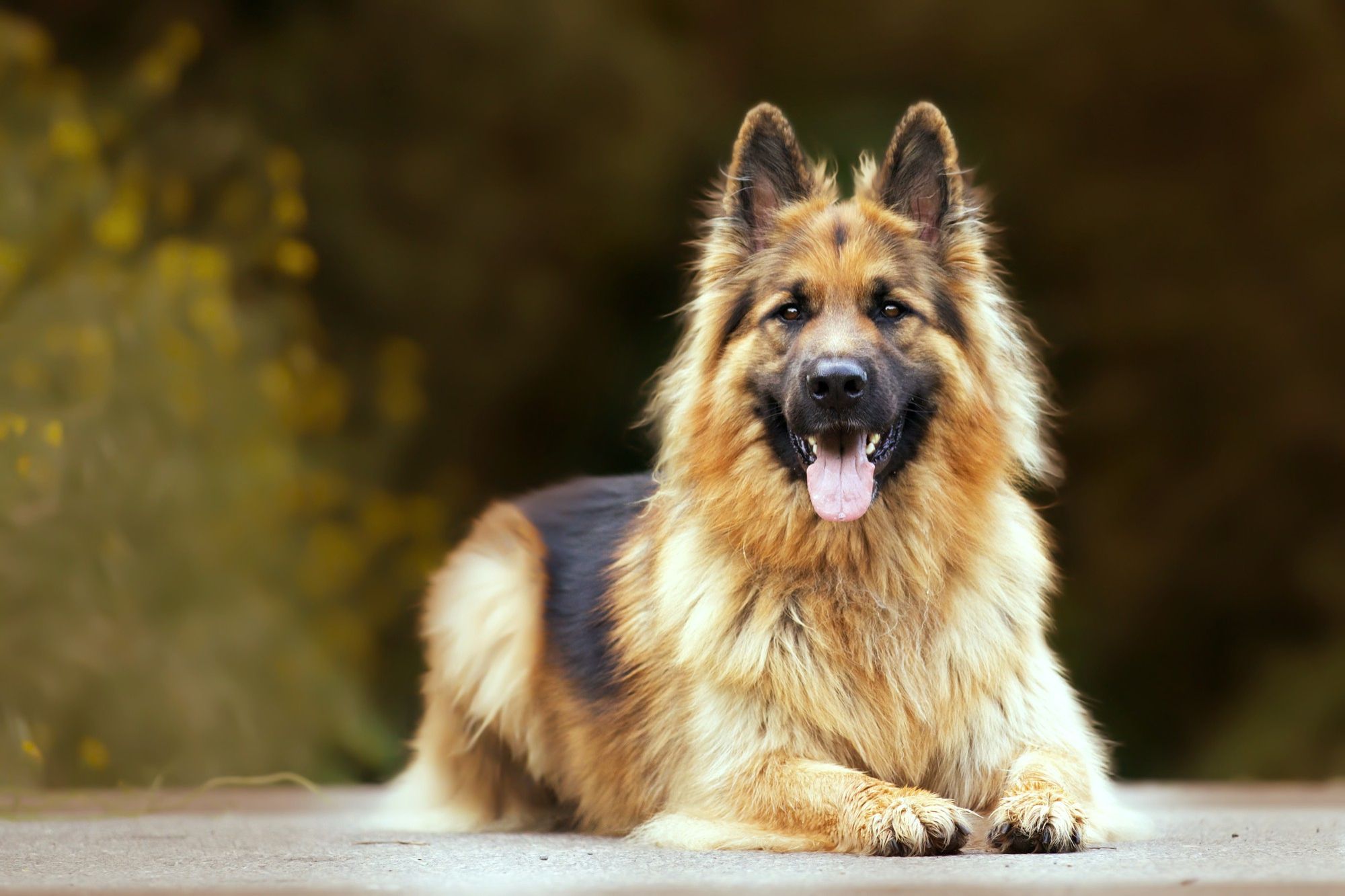 The Shiloh Shepherd: An In-Depth Examination of the Breed