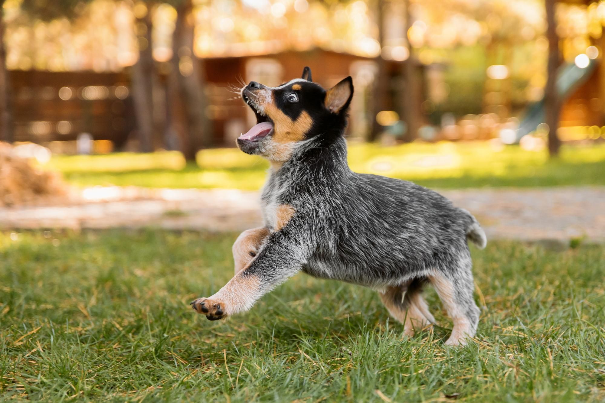 Everything You Need to Know About Toy Australian Shepherds