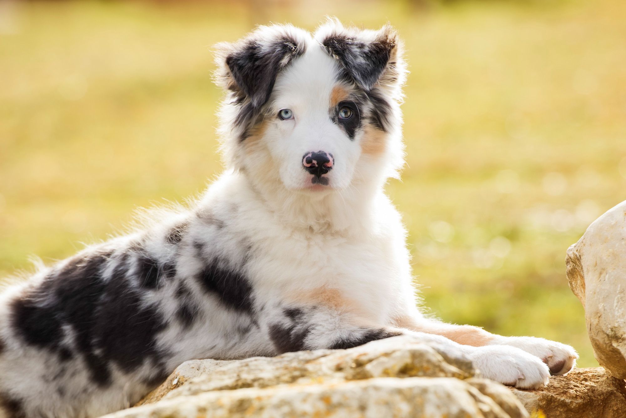 Mini Toy Australian Shepherds: 5 Things Every Owner Should Know