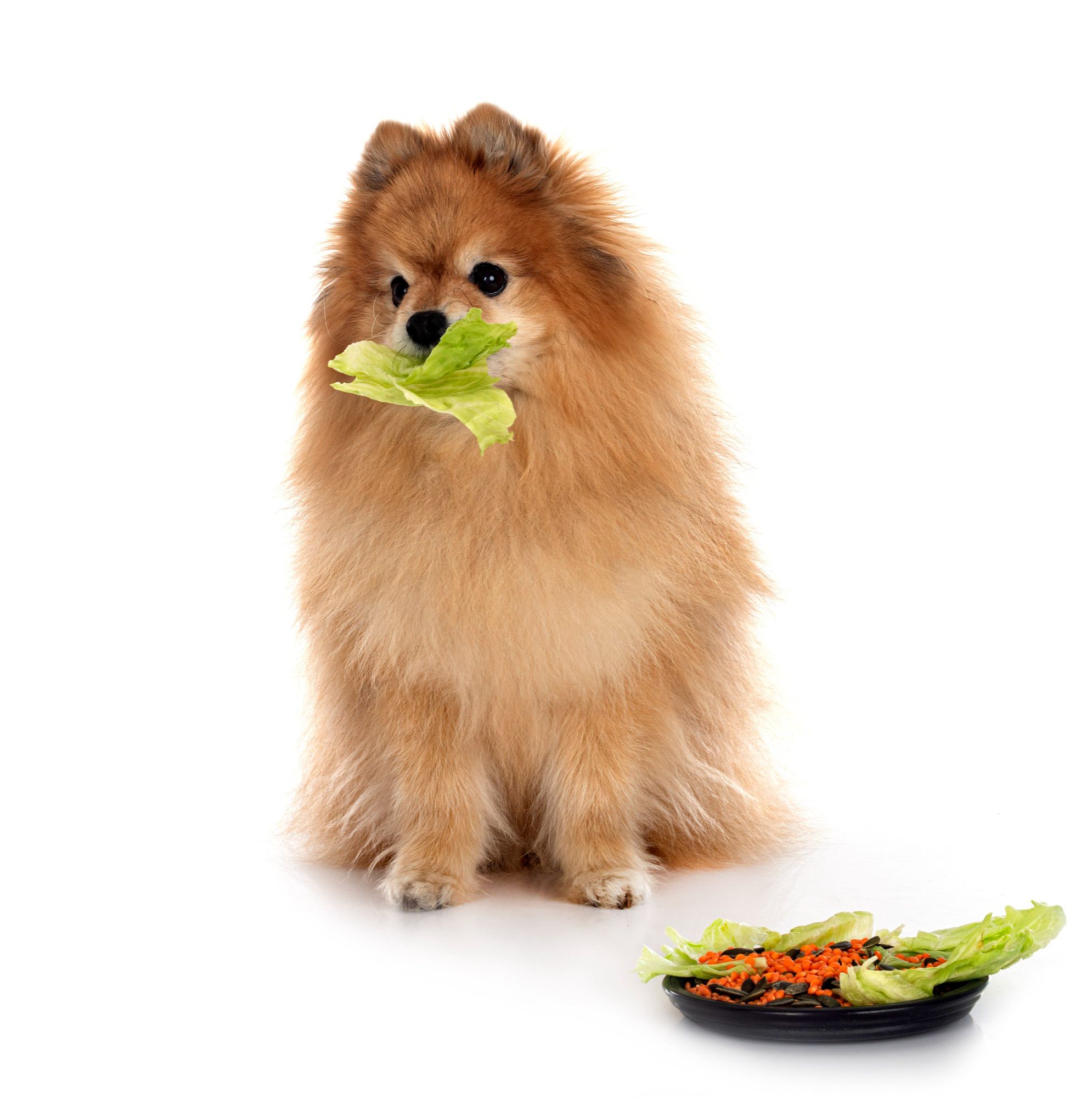 Can Dogs Eat Celery? Is Celery Safe For Dogs?