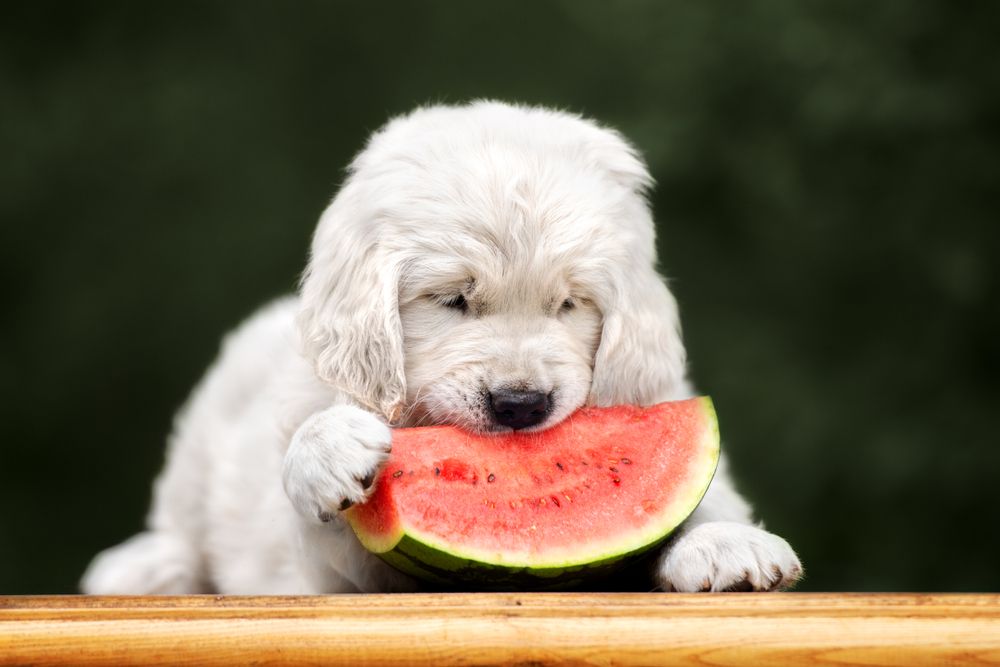 Can Dogs Eat Watermelon? Exploring the Benefits and Feeding Guide
