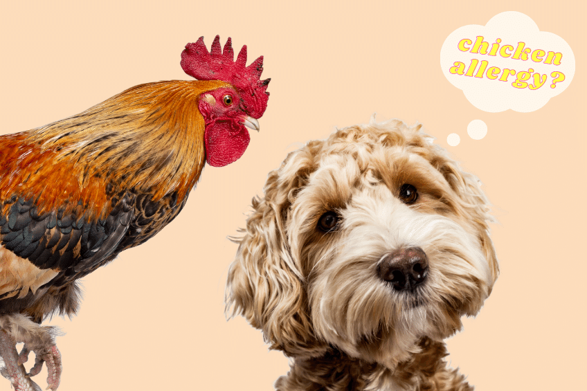 Chicken Allergy in Dogs — Symptoms and Food Alternatives – Yumwoof Natural  Pet Food