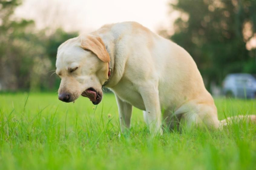 Dog Vomiting White Foam: Causes and Treatment | Great Pet Care