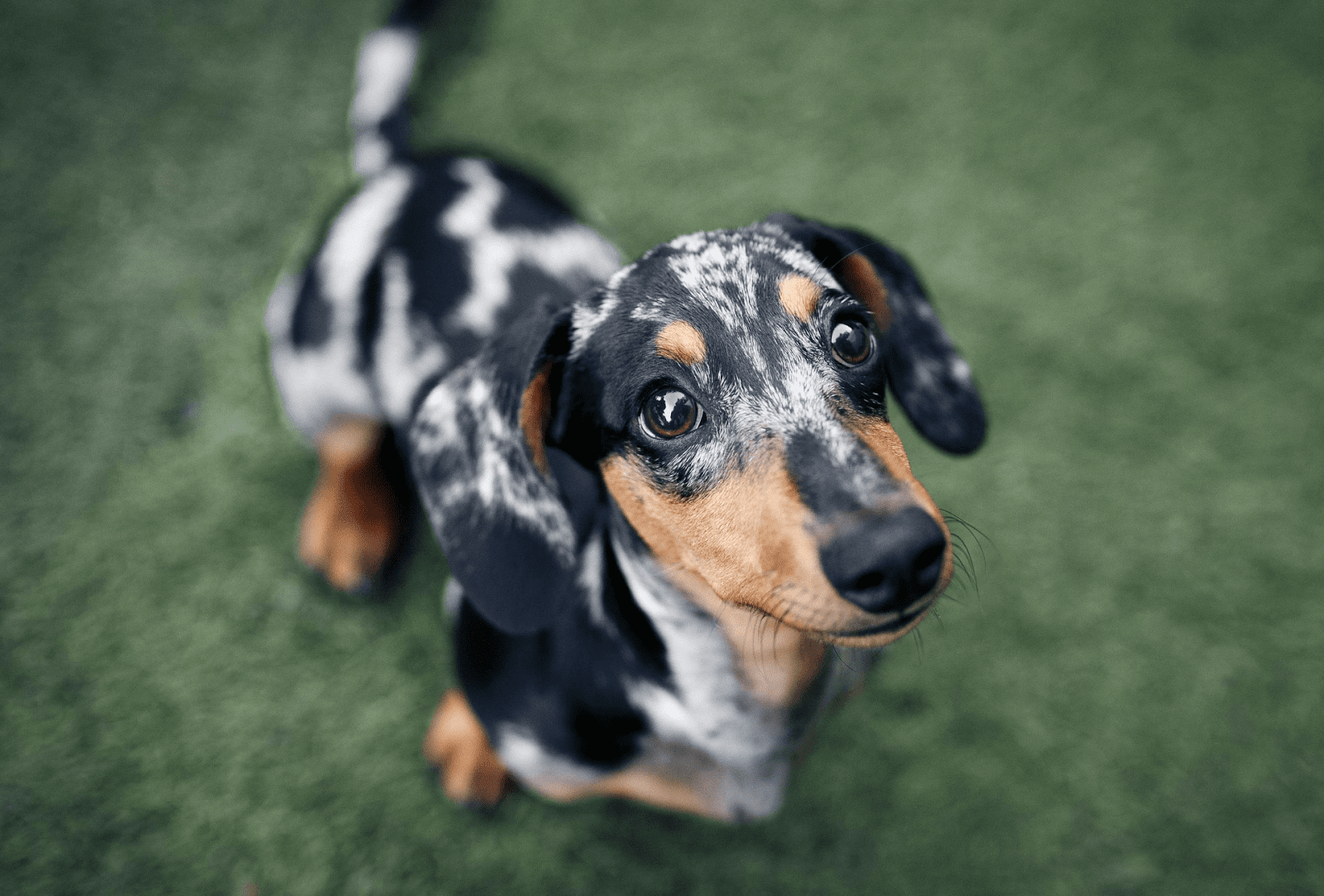 Dachshund Lifespan Facts You Should Know | PawLeaks