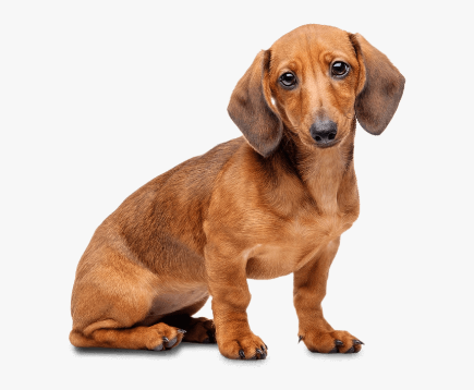 Miniature Dachshund With Transparent Background , Png - Dachshund Png, Png  Download - kindpng