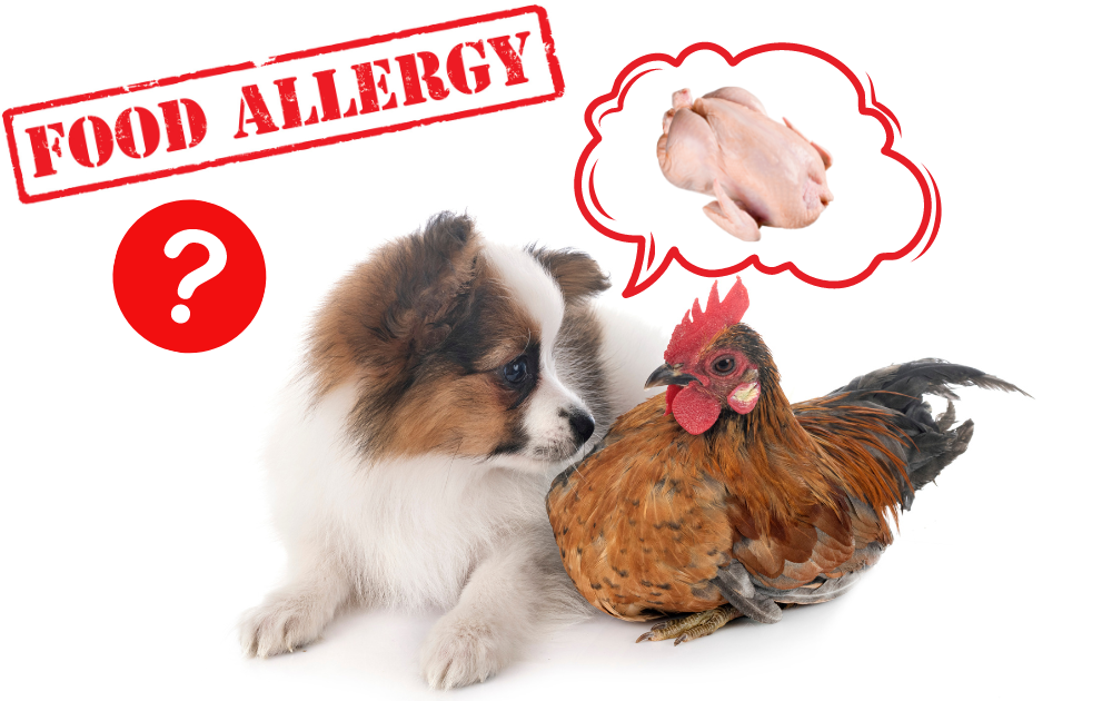 Could Your Dog Be Allergic to Chicken? - Rocky Kanaka