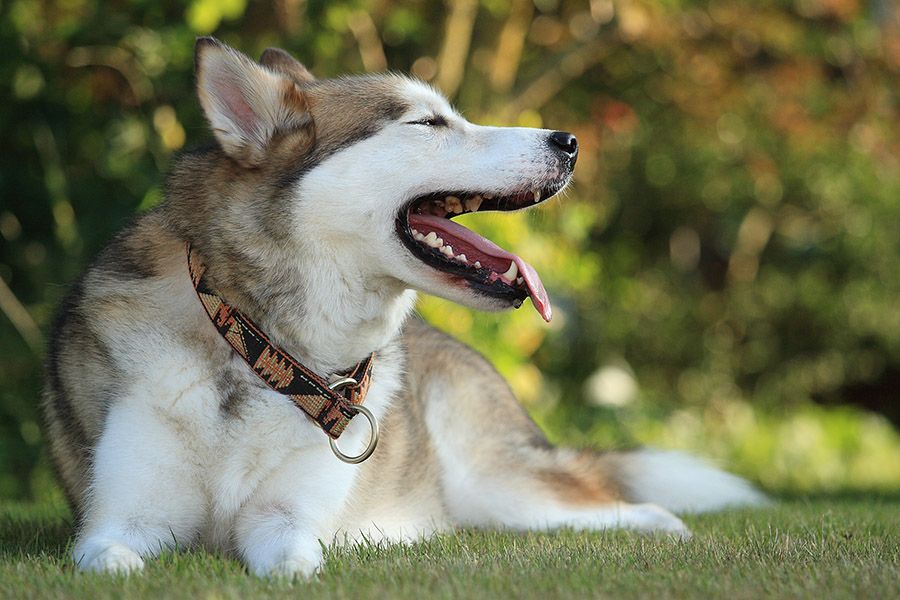 American Indian Dog Breed