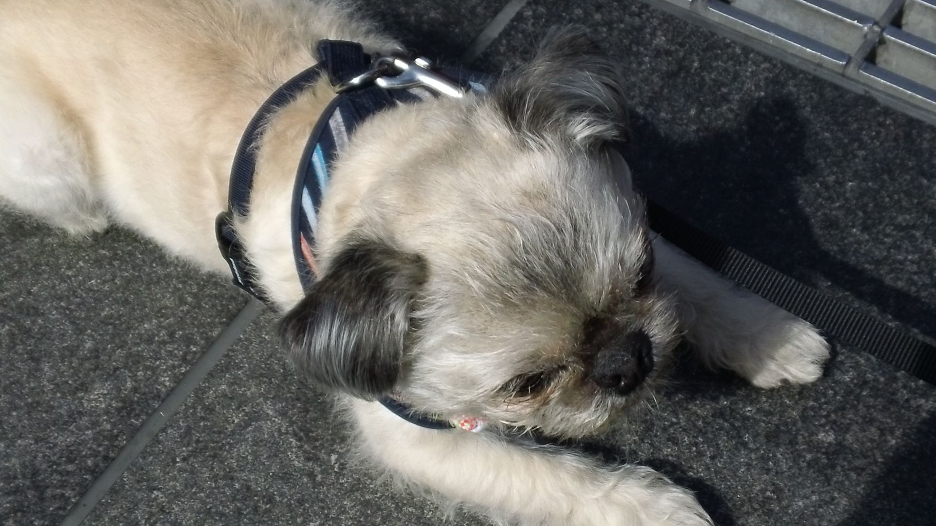 Shih Tzu Mixed with Pug: Discover the Perfect Blend of Charm