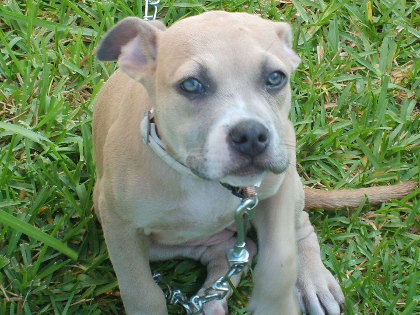 Blue Fawn Pitbull: A Unique and Beautiful Canine Companion
