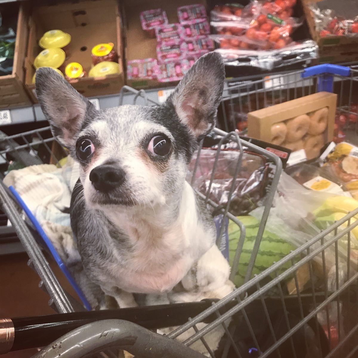 Are Dogs Allowed In Walmart? Know The Store'S Pet Policy
