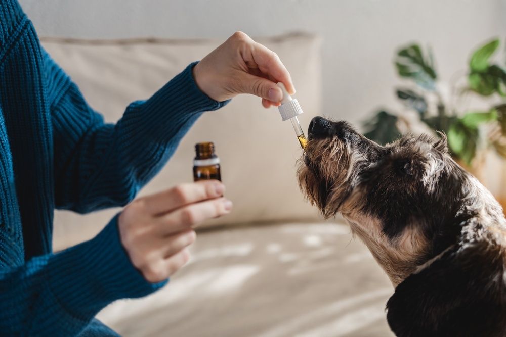Medications for Dogs