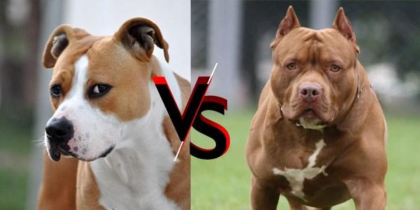 american staffordshire terrier vs pitbull