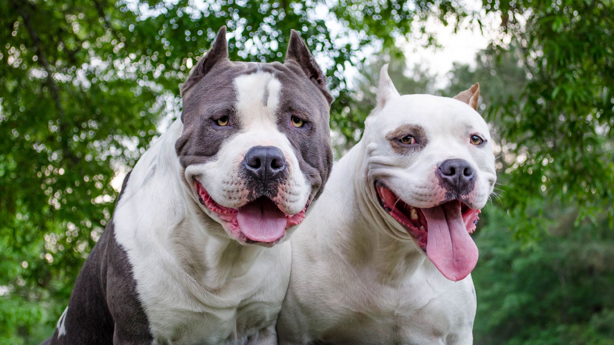 American Staffordshire Terrier vs Pitbull similarities