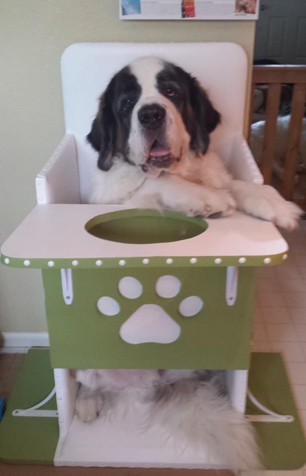 Bailey Chair and dog