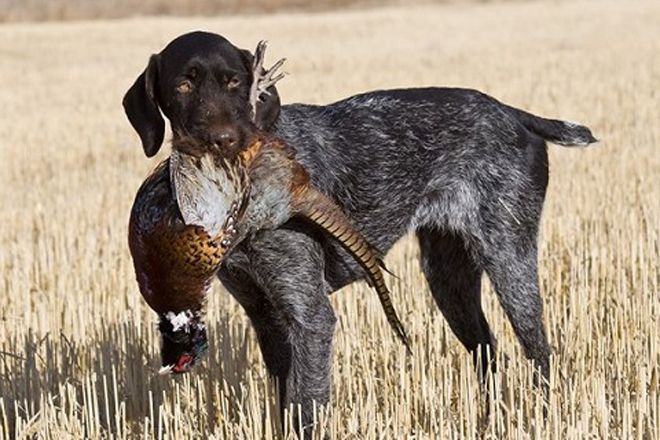 Upland hunting 2024 dog breeds