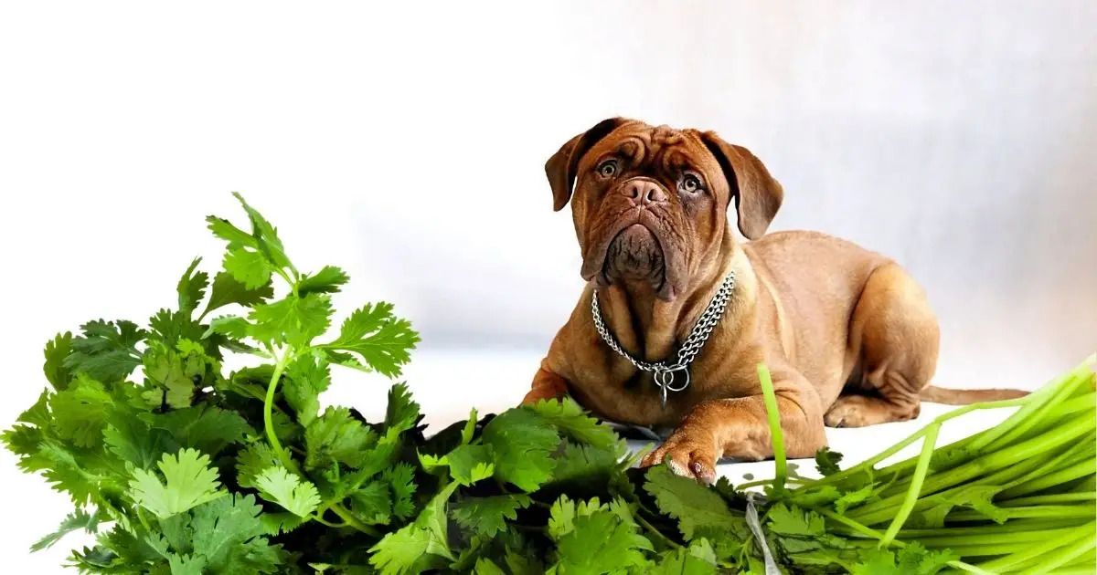 Can Dogs Eat Cilantro