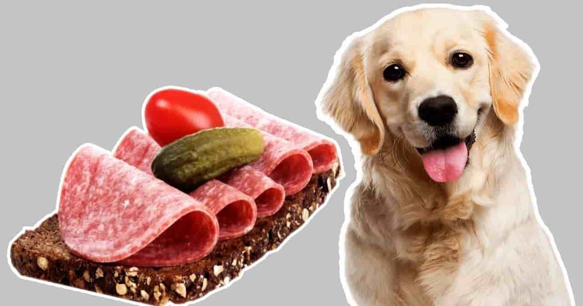  Can Dogs Eat Salami