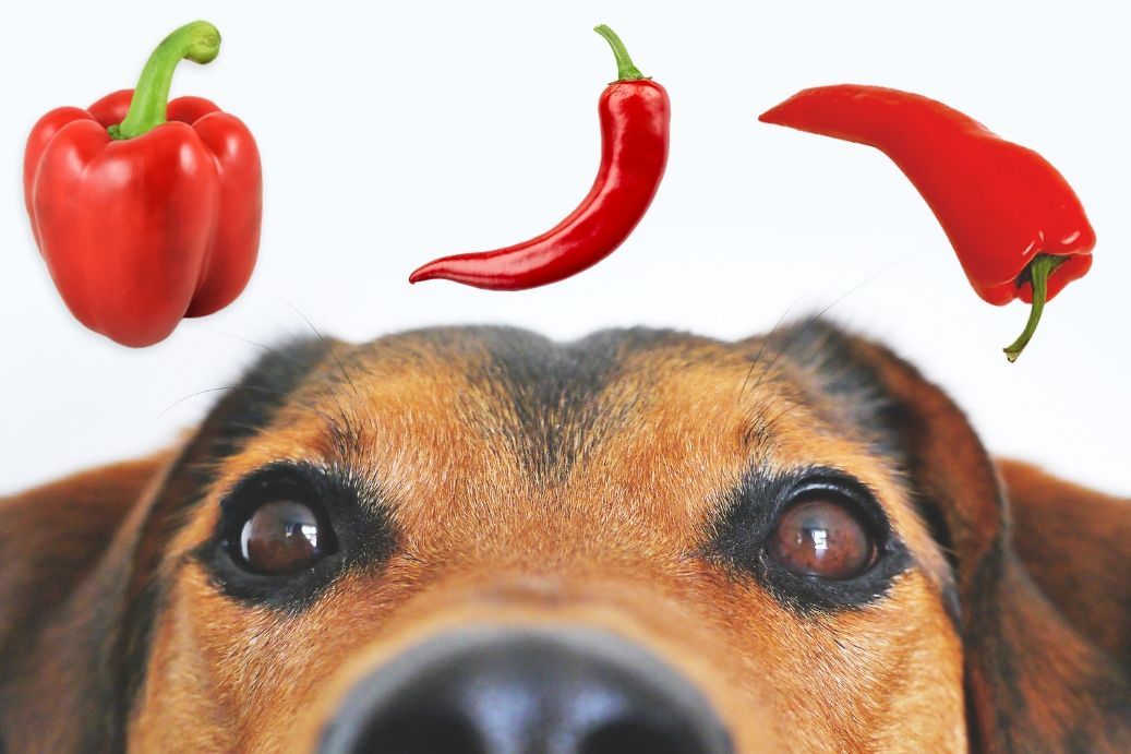 Can Dogs Taste Spicy: https://blog.tryfi.com/