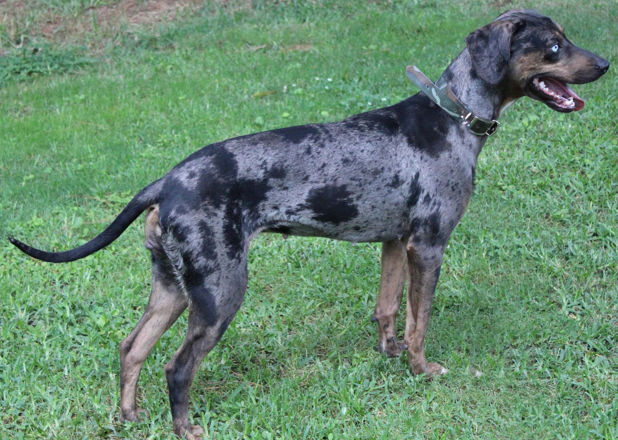 best collar options for Catahoula Leopard Dog