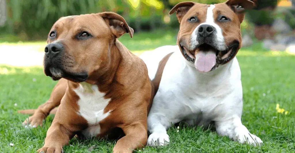 American Staffordshire Terrier vs Pitbull characteristics