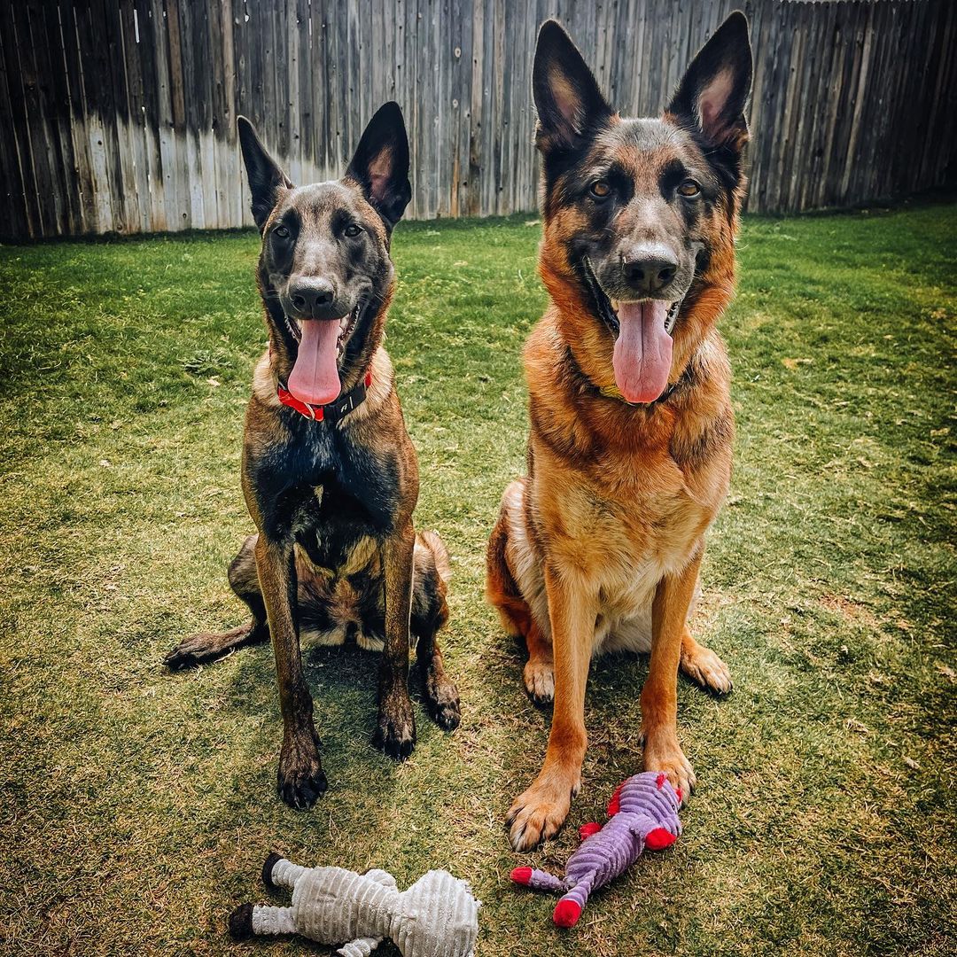 DOGFLUENCERS: Meet Duke, Duchess and Rachel