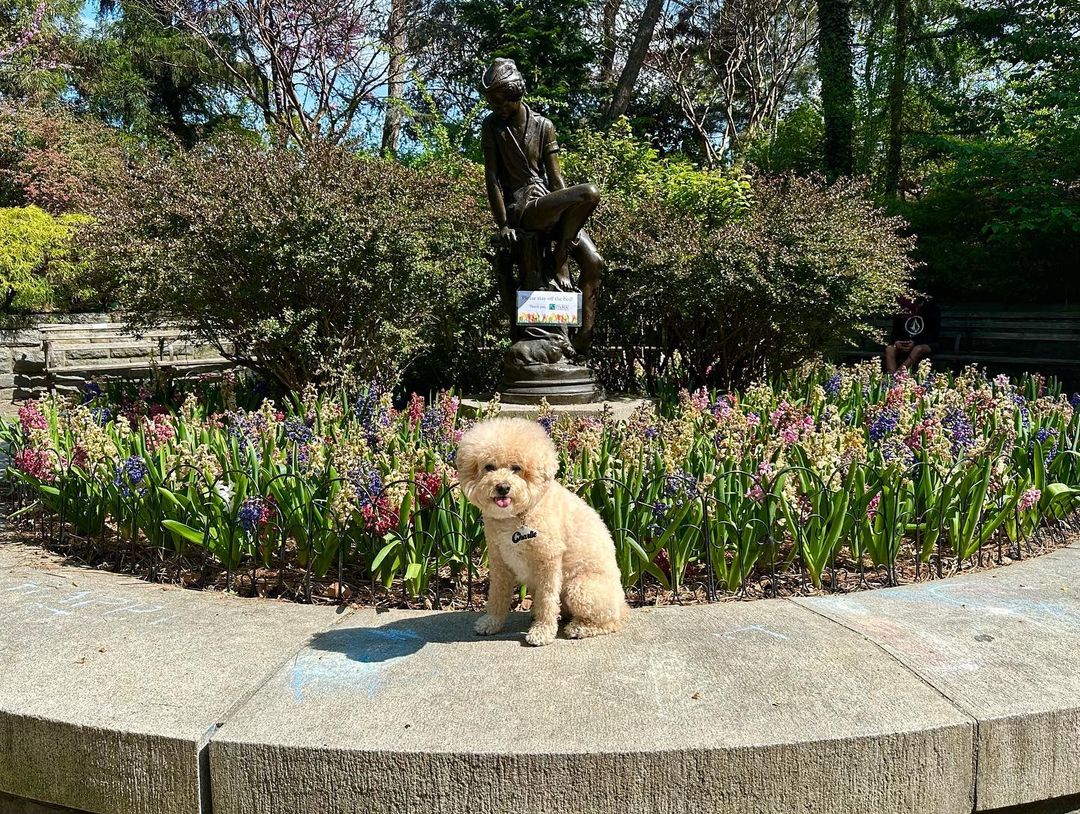 DOGFLUENCERS: Meet Charlie the Little NYC Floof And Paige