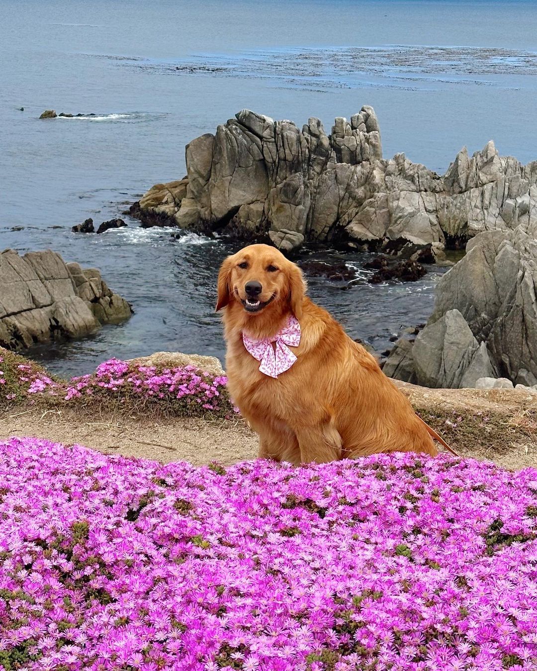 DOGFLUENCERS: Meet Lola the Golden Retriever and Jyotsna