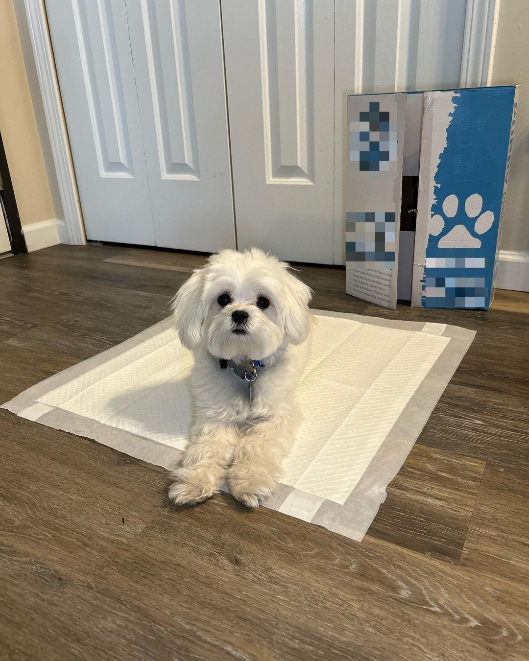 DOGFLUENCERS: Meet Mulligan the Maltese and Erin