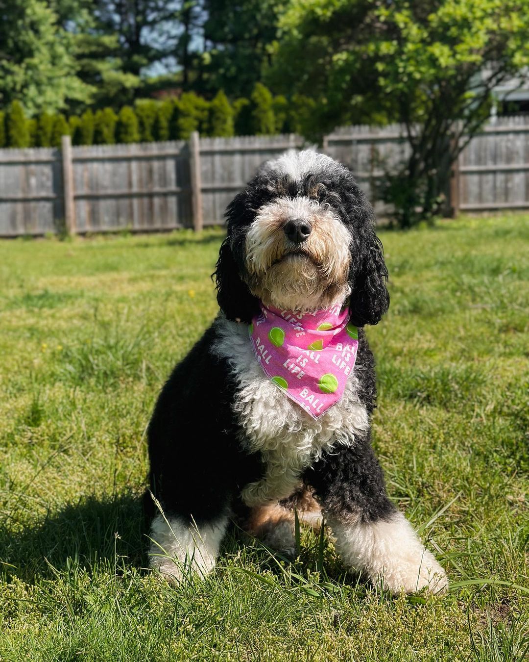 DOGFLUENCERS: Meet Sadie the Mini Bernedoodle & Meaghan