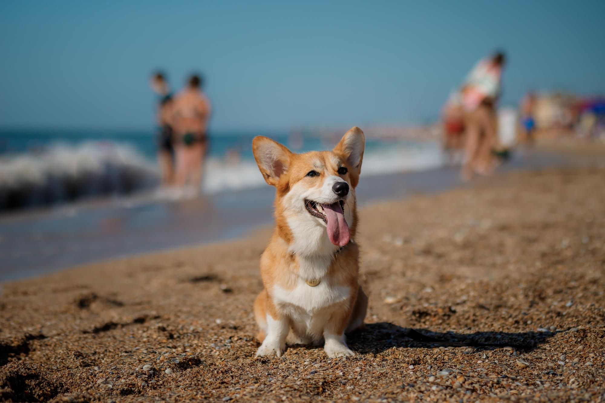 Are Dogs Allowed on the Beach? Regulations and Recs