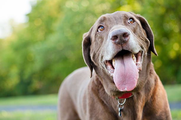 Lethargic Dog? 19 Possible Causes (And When to Go to the Vet) - Dr. Buzby's  ToeGrips for Dogs