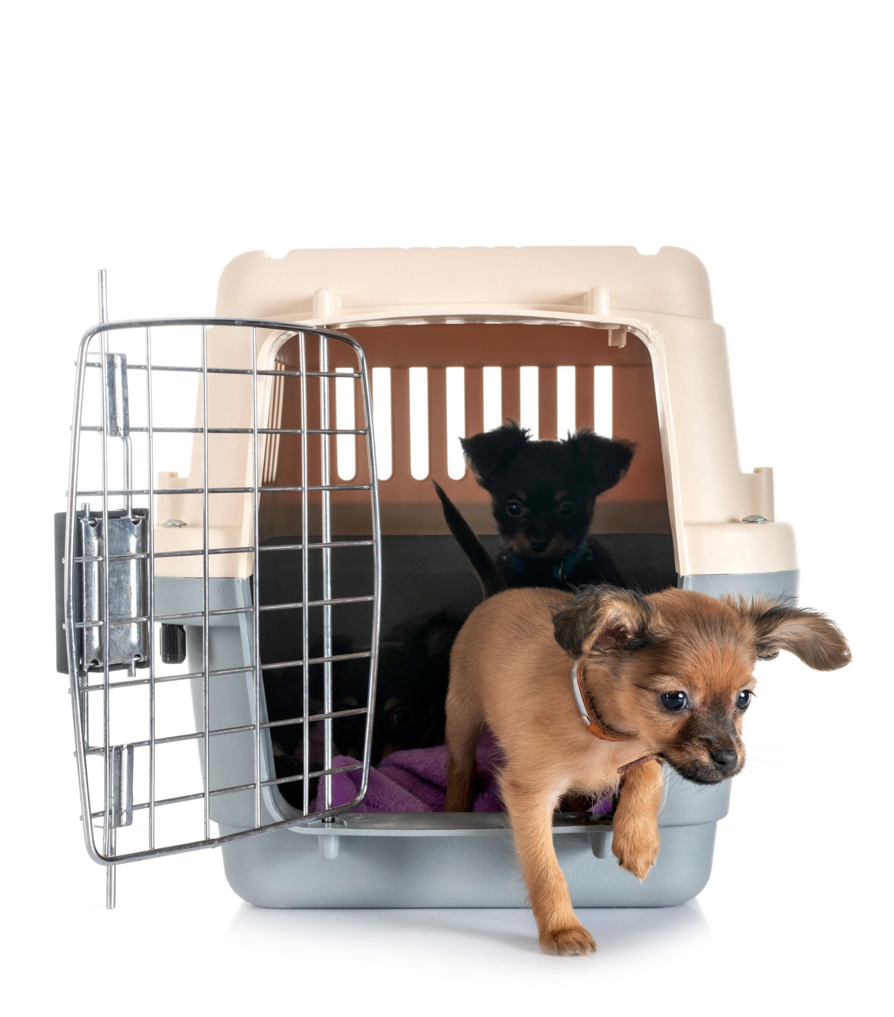 crate training your adopted or rescue dog