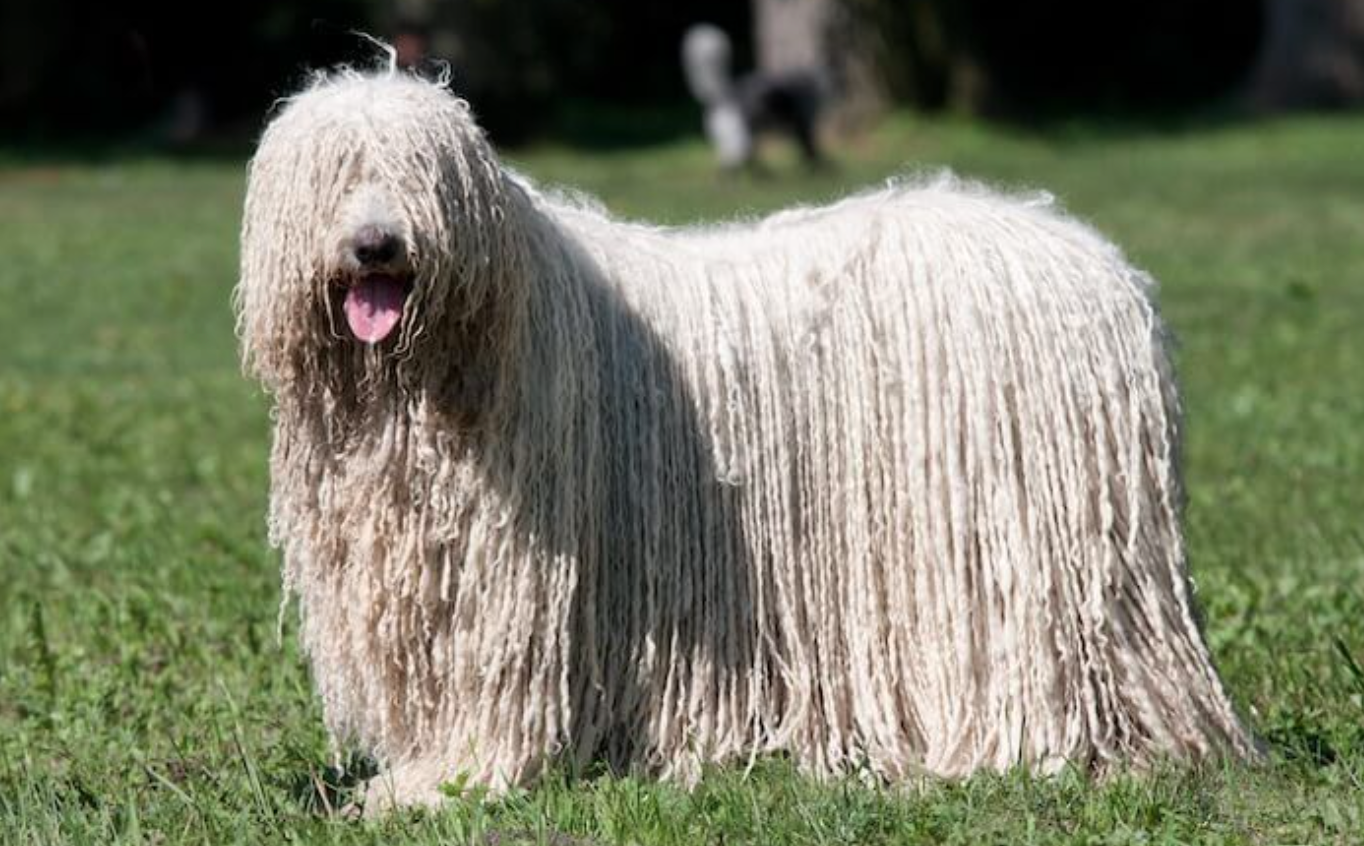 Mop Dog