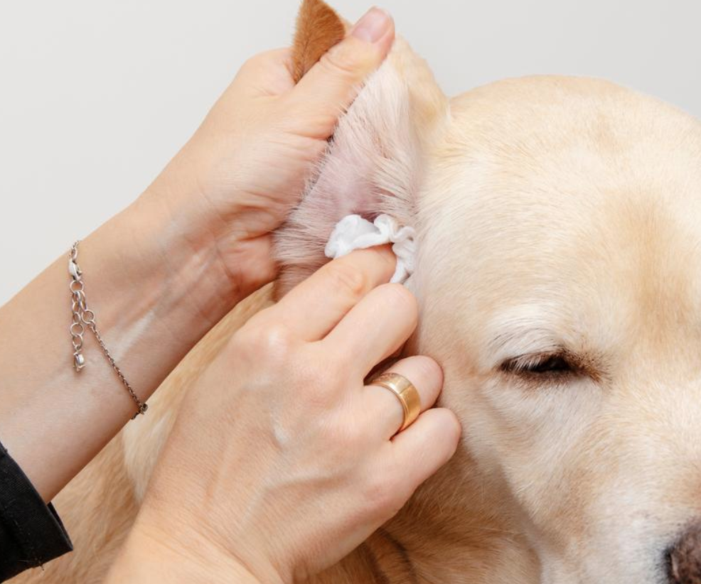 How to Clean Dog Ears? Easy to Follow Guide