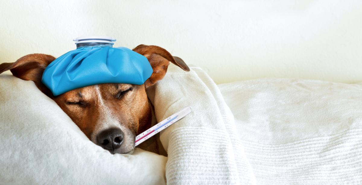 Dogs Colds